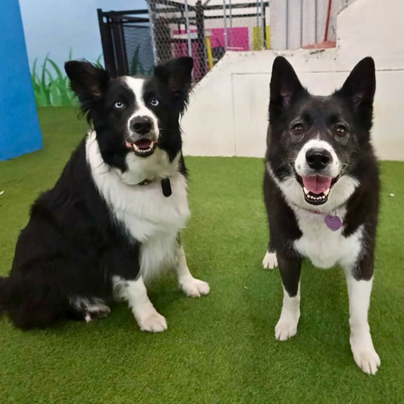 Milka y Dash