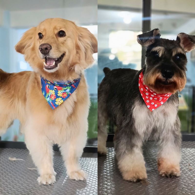 Sheyla y Güero