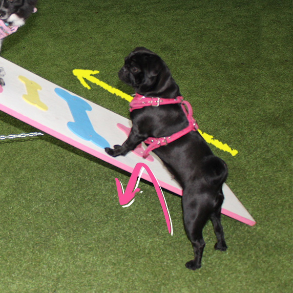 Casa Woof