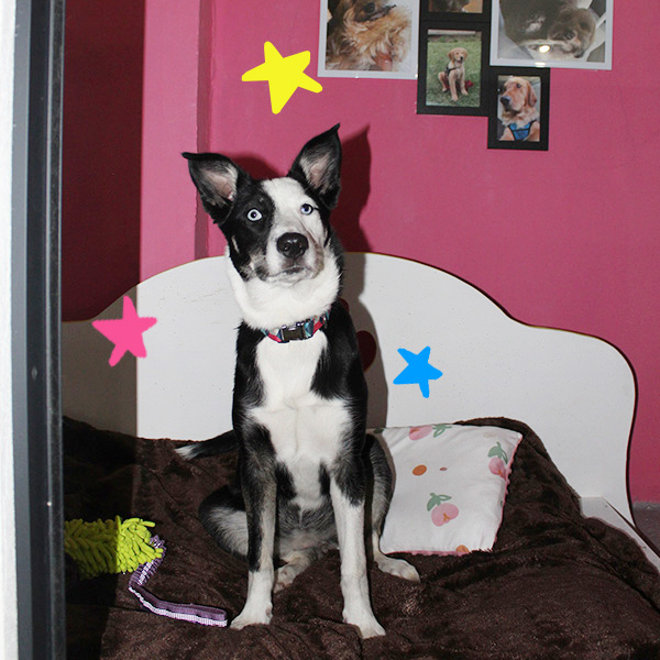 Casa Woof