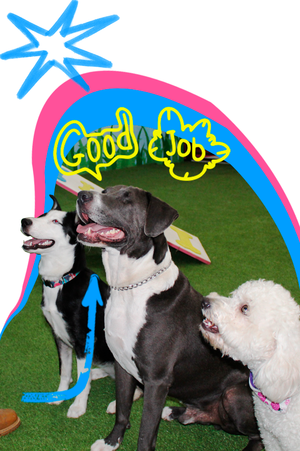 Casa Woof