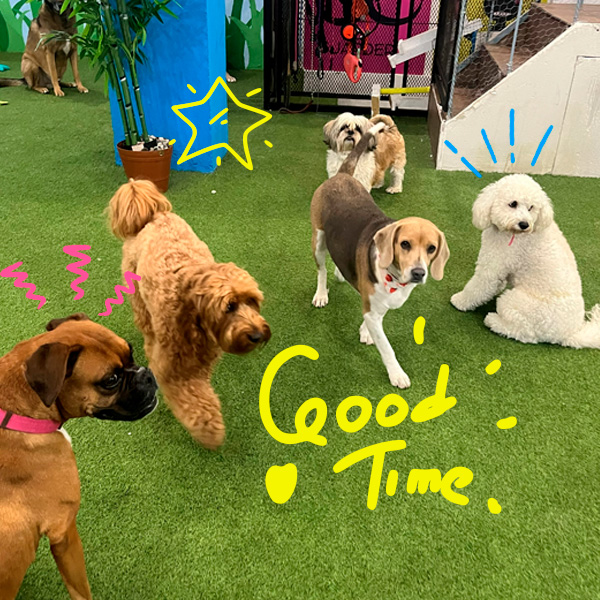 Casa Woof